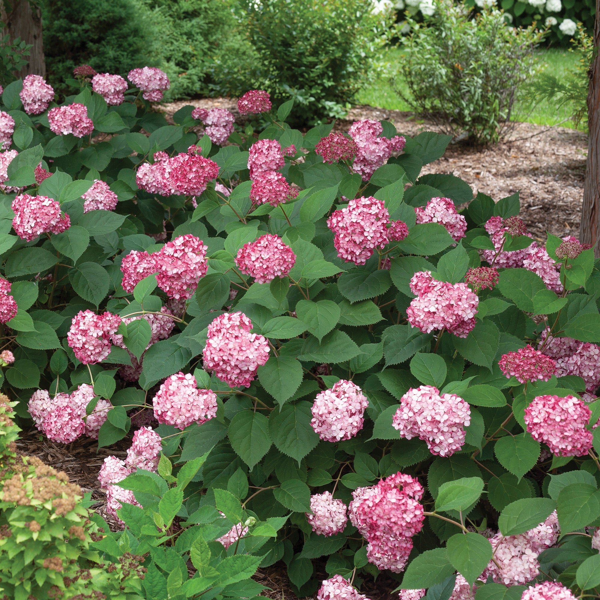 Hydrangea arborescens INVINCIBELLE® Ruby - Hydrangée INVINCIBELLE® Rub ...