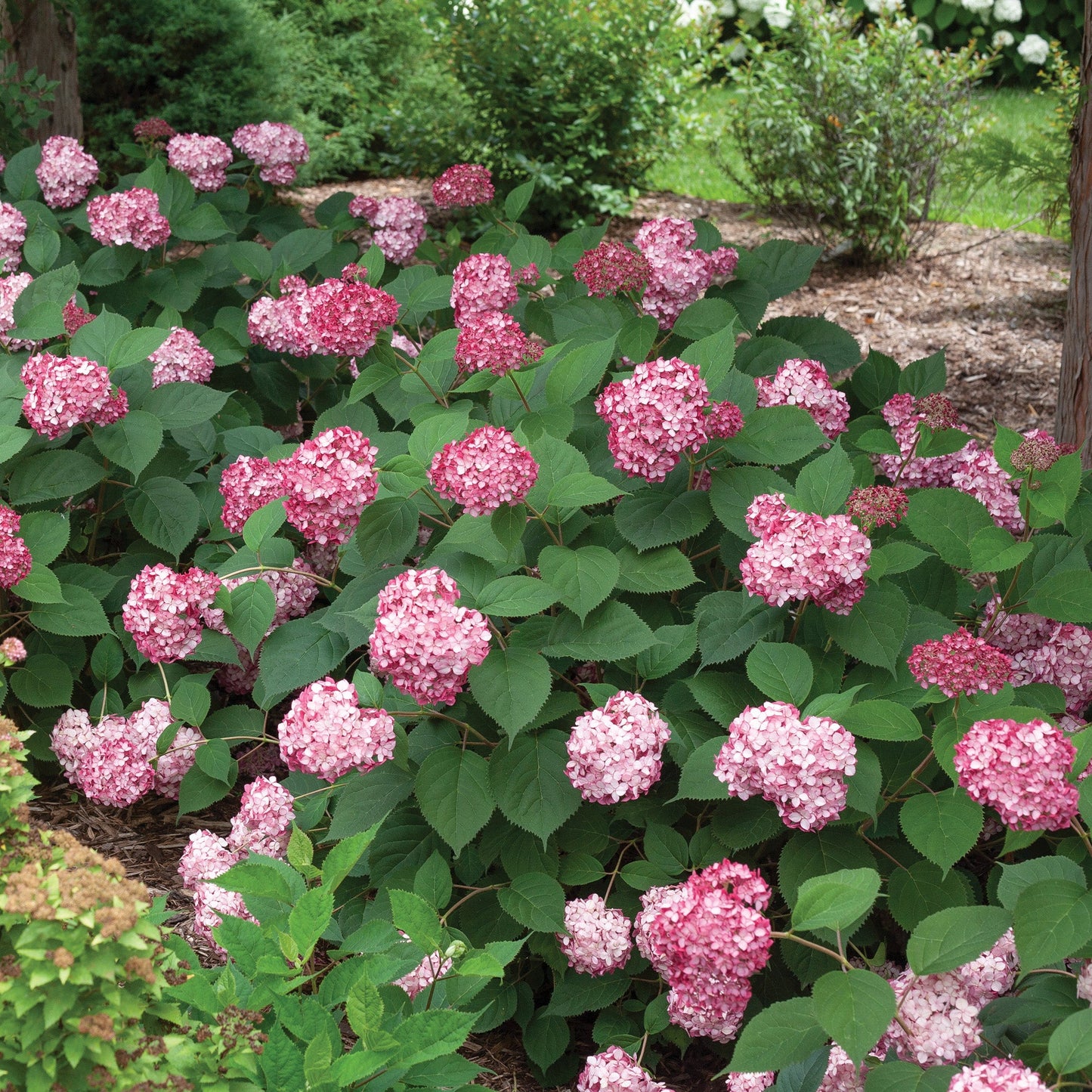 INVINCIBELLE® Ruby Smooth Hydrangea 