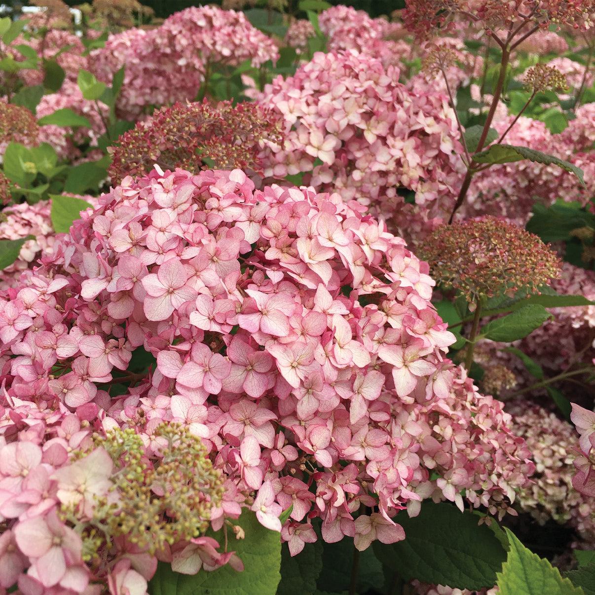 Pinkerella' Smooth Hydrangea – Jardineries Botanix