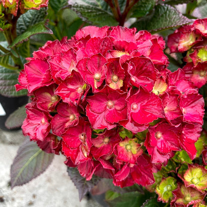 Hydrangea macrophylla 'Cherry-Go-Round' - Hydrangée 'Cherry-Go-Round'