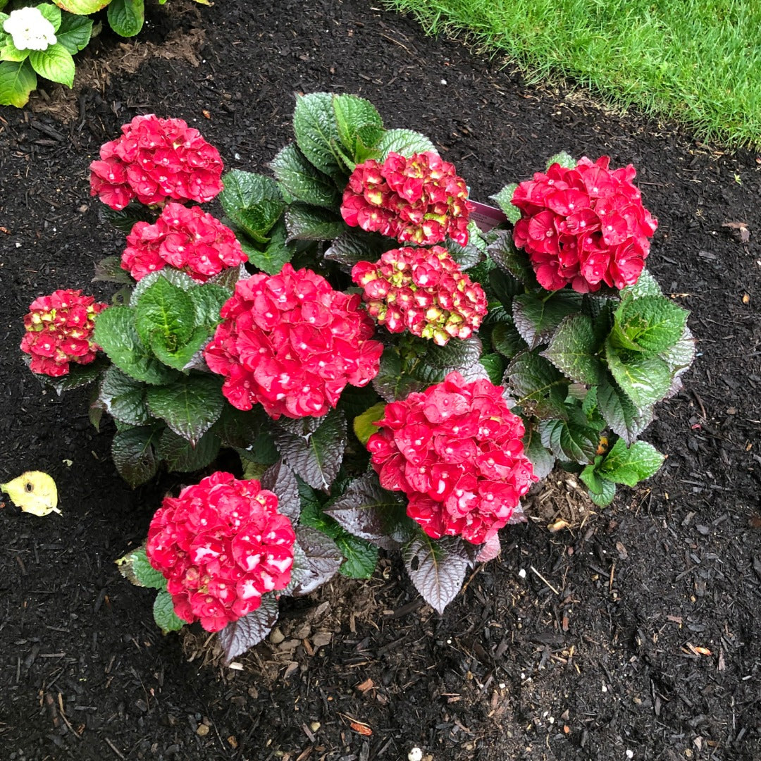 Hydrangea macrophylla 'Cherry-Go-Round' - Hydrangée 'Cherry-Go-Round'