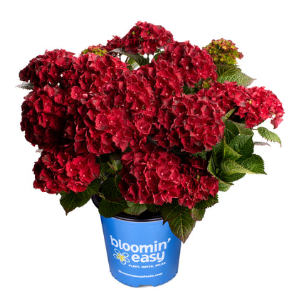 Hydrangea macrophylla 'Cherry-Go-Round' - Hydrangée 'Cherry-Go-Round'