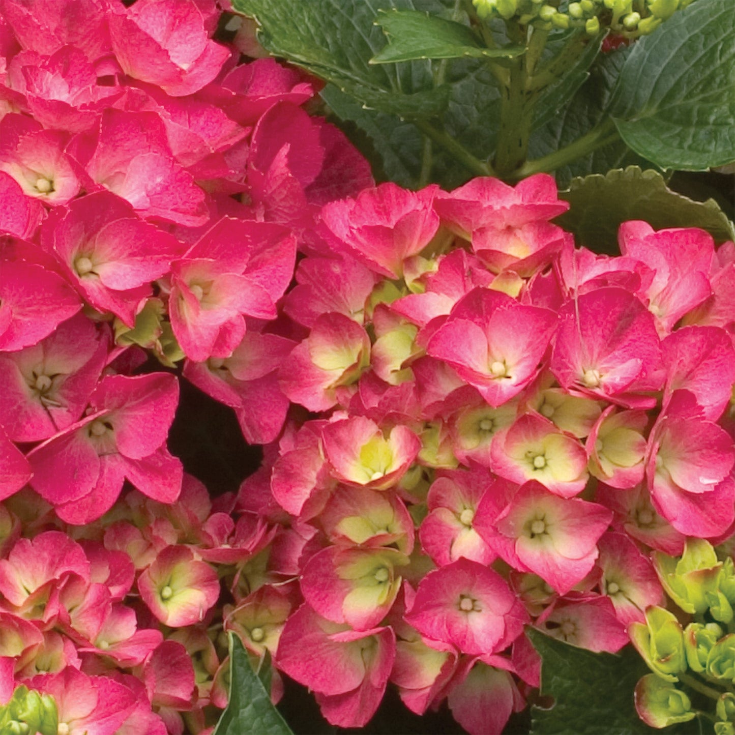 CITYLINE® Paris Bigleaf Hydrangea