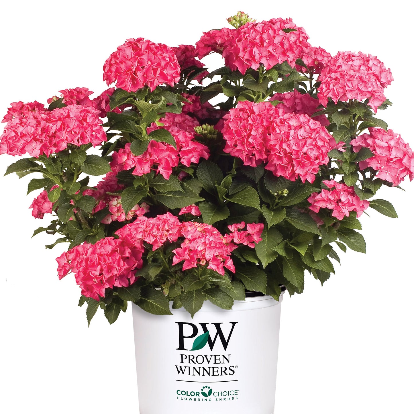 CITYLINE® Paris Bigleaf Hydrangea