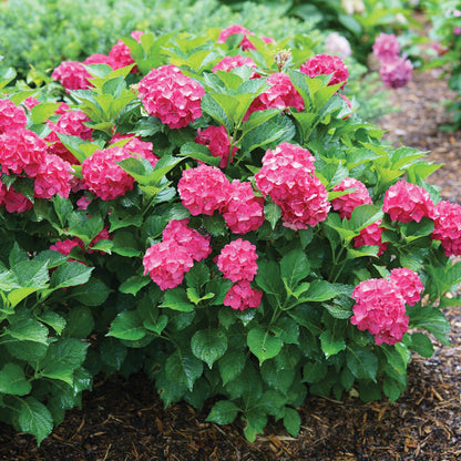 CITYLINE® Paris Bigleaf Hydrangea