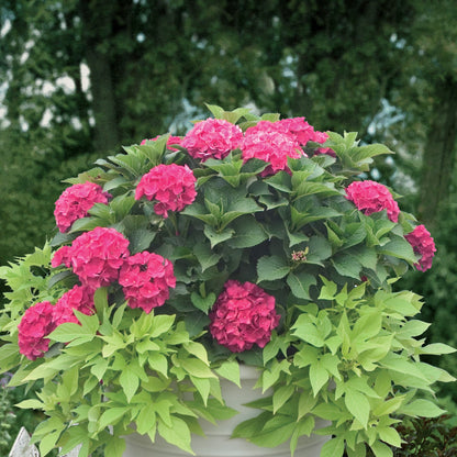 CITYLINE® Paris Bigleaf Hydrangea