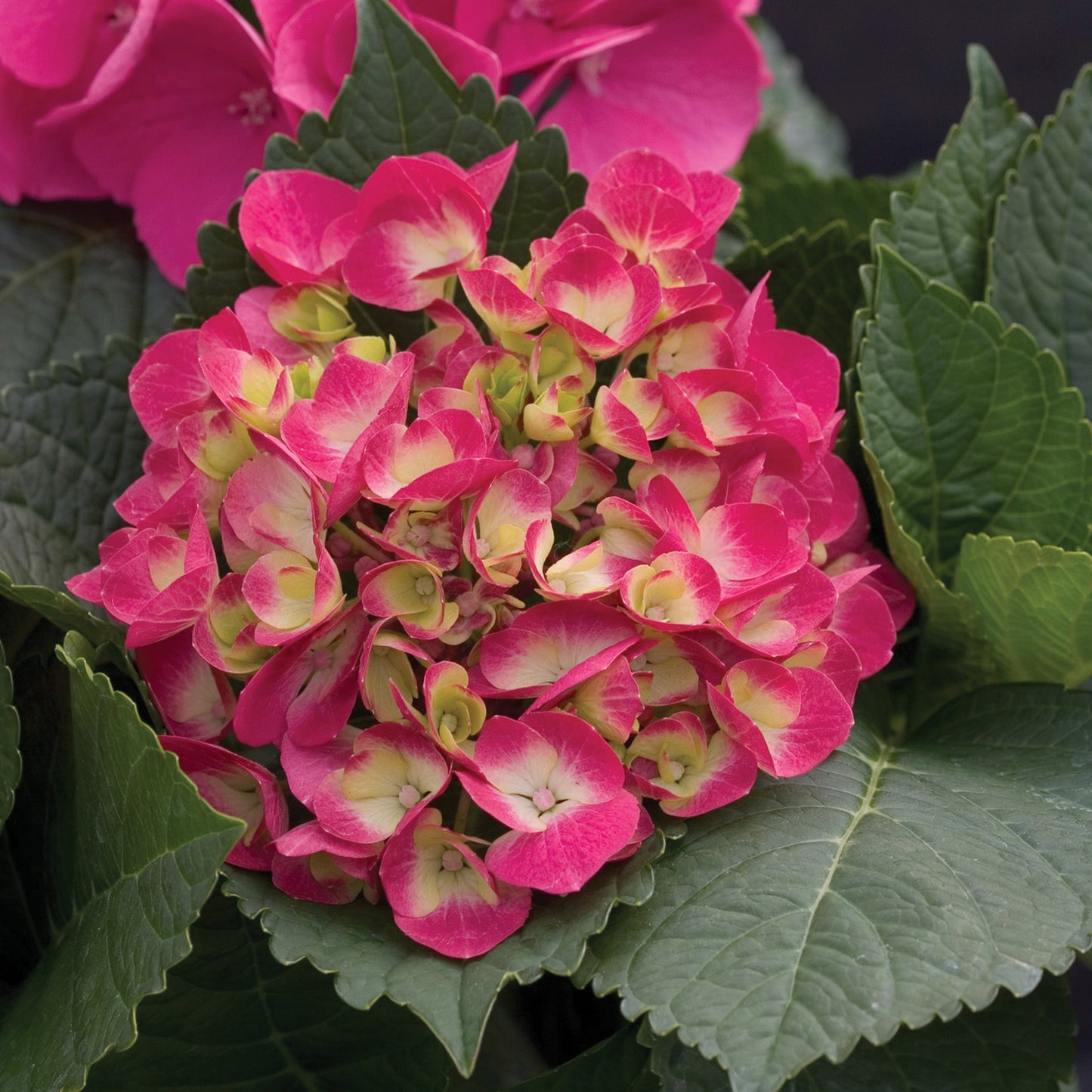 CITYLINE® Paris Bigleaf Hydrangea