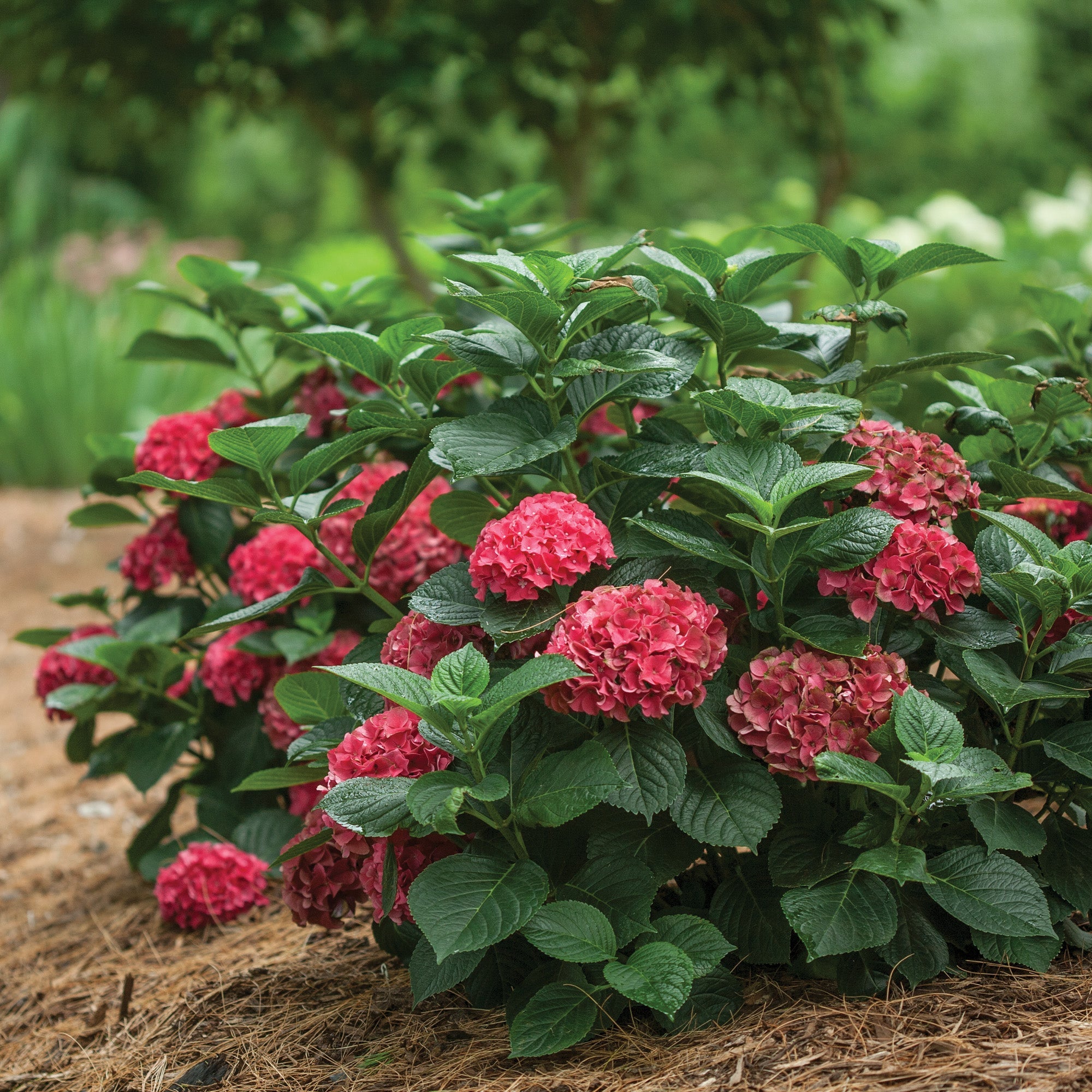 Cityline Rio Hydrangée à grandes feuilles CITYLINE Paris® – Jardineries Botanix