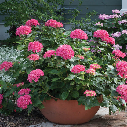 CITYLINE® Paris Bigleaf Hydrangea