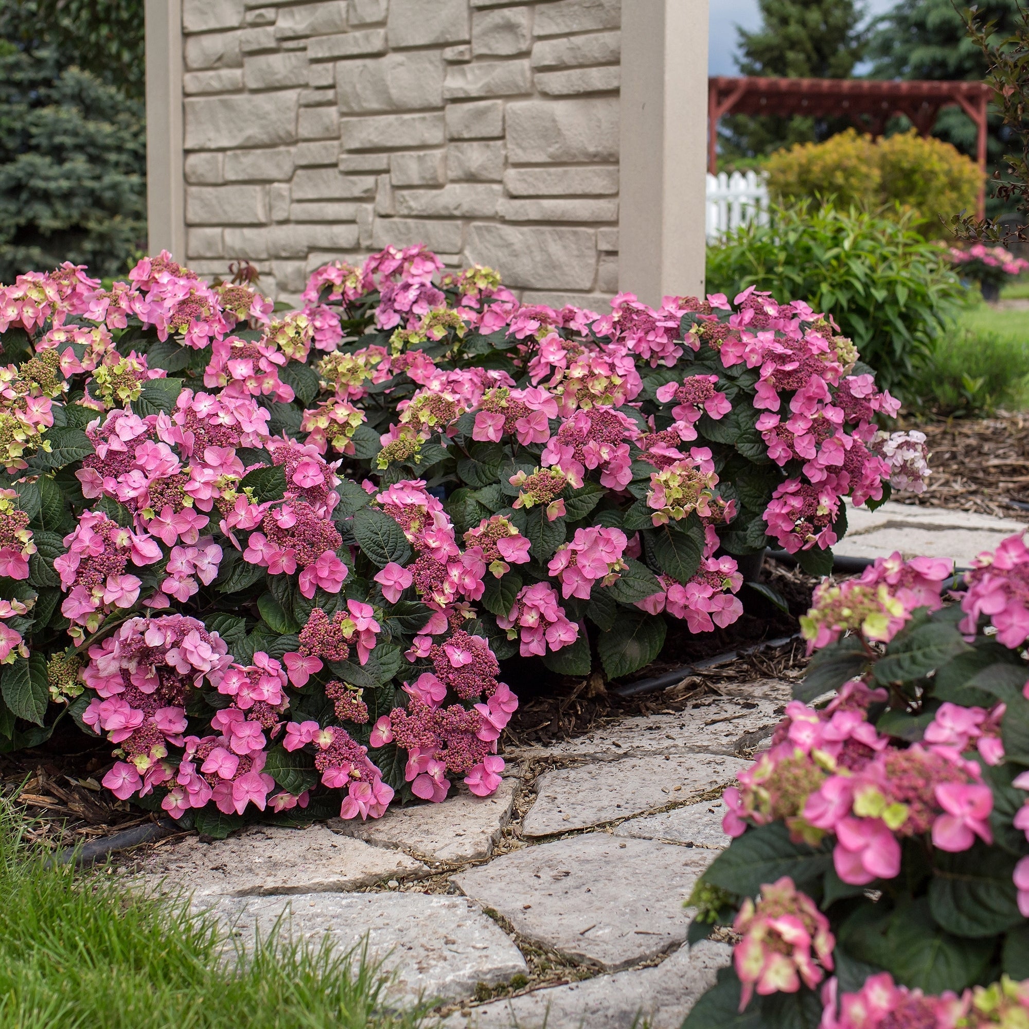 ENDLESS SUMMER® POP STAR™ Bigleaf Hydrangea – Jardineries Botanix