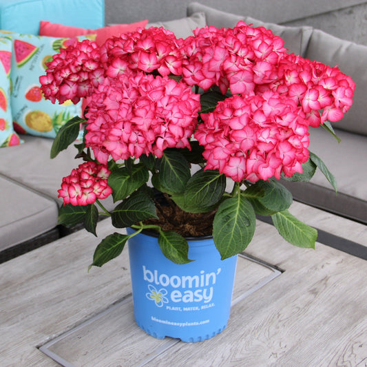 KIMONO™ Bigleaf Hydrangea