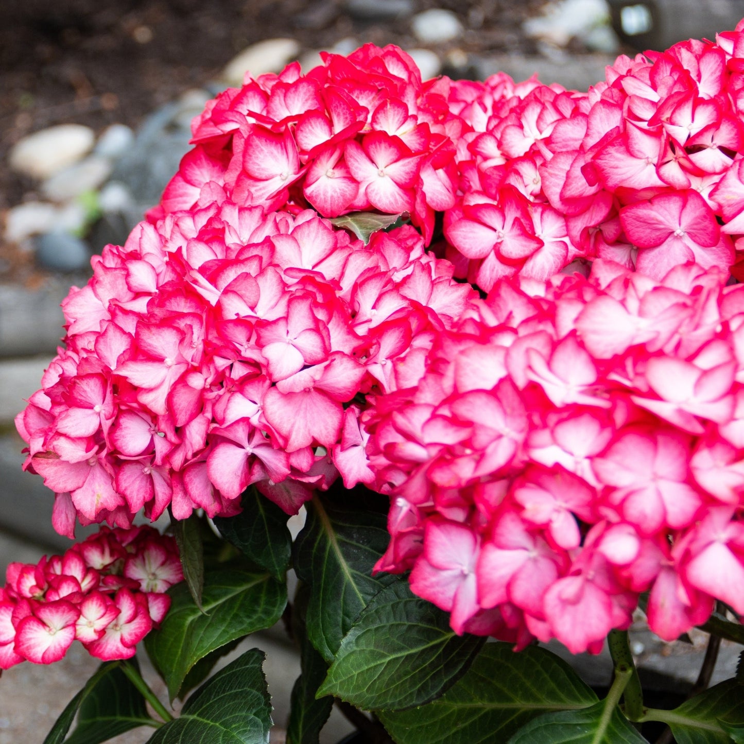 KIMONO™ Bigleaf Hydrangea