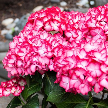 KIMONO™ Bigleaf Hydrangea