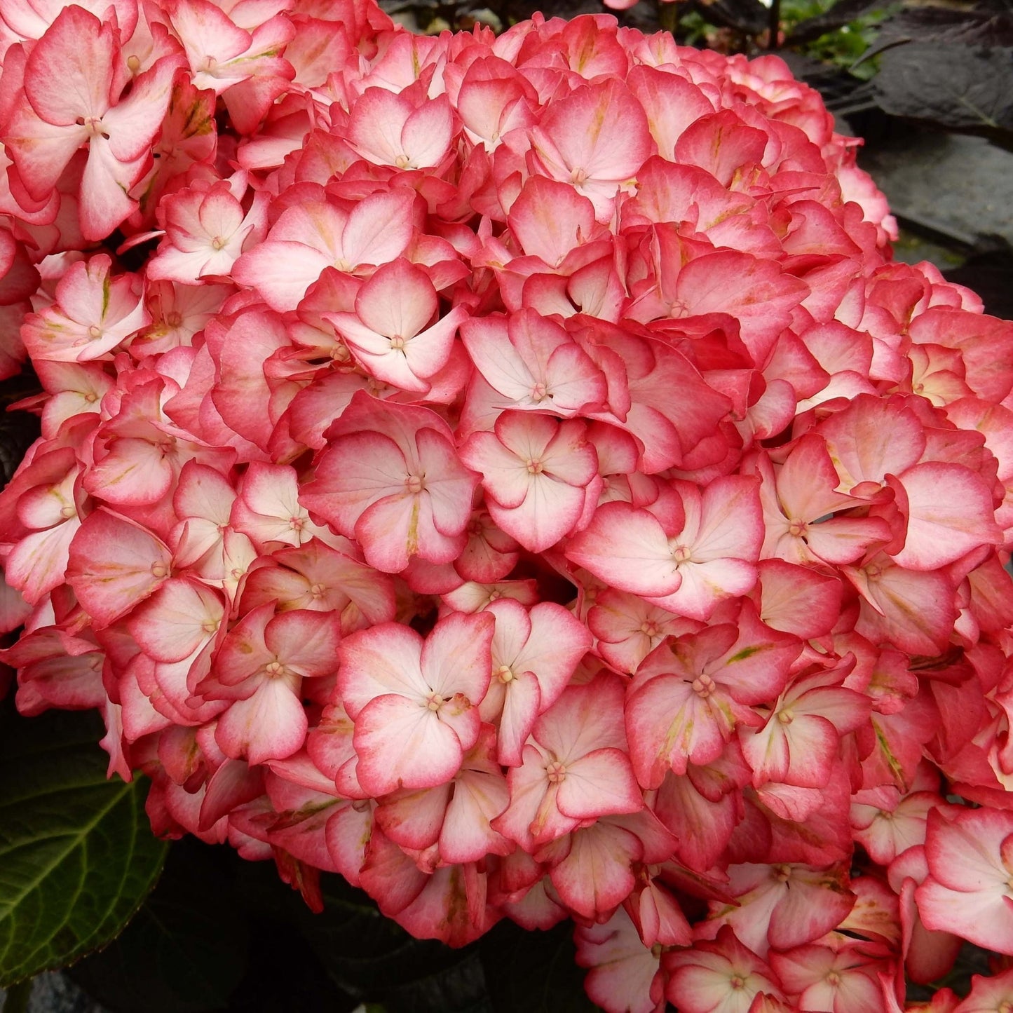 KIMONO™ Bigleaf Hydrangea