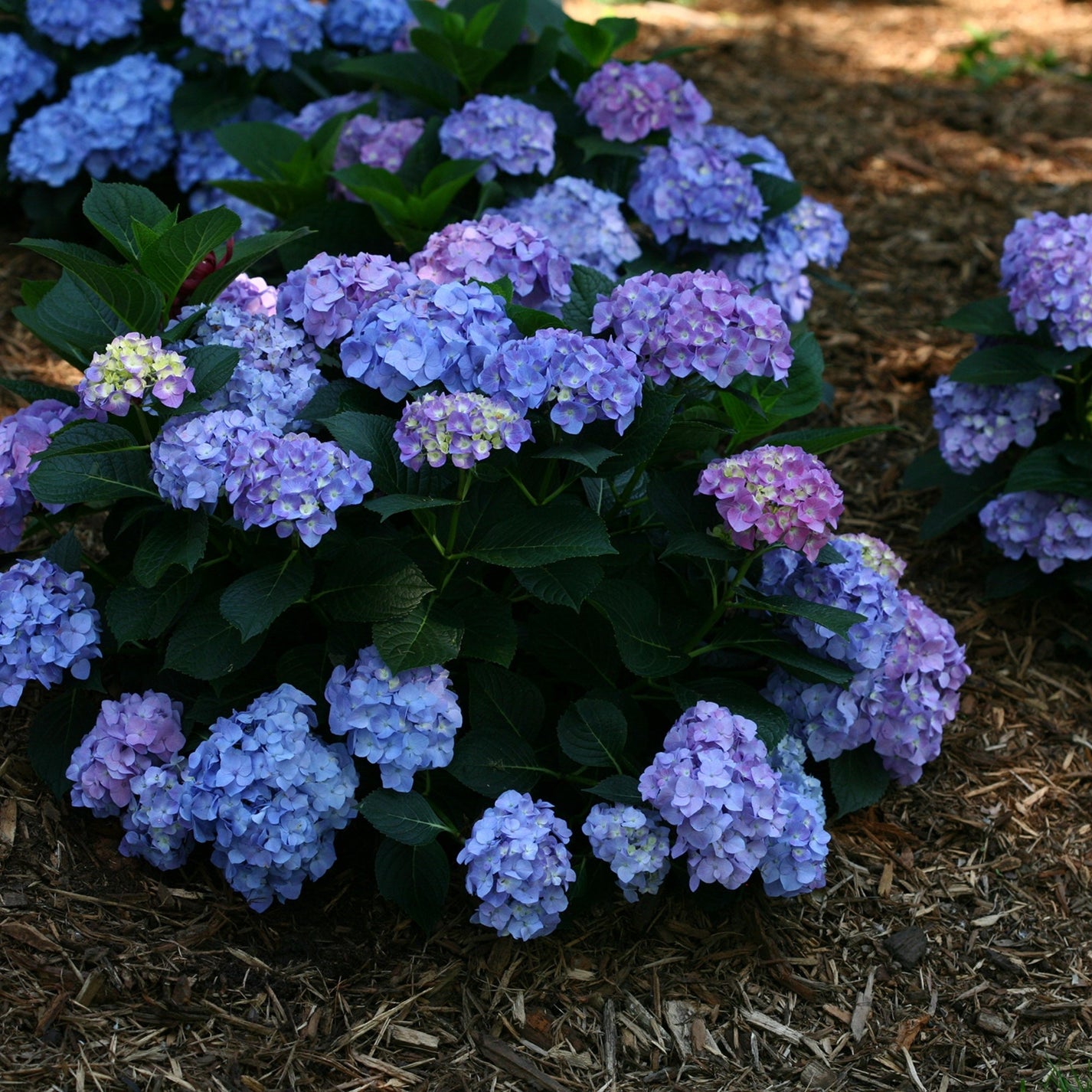 LET'S DANCE® Blue Jangles Bigleaf Hydrangea – Jardineries Botanix