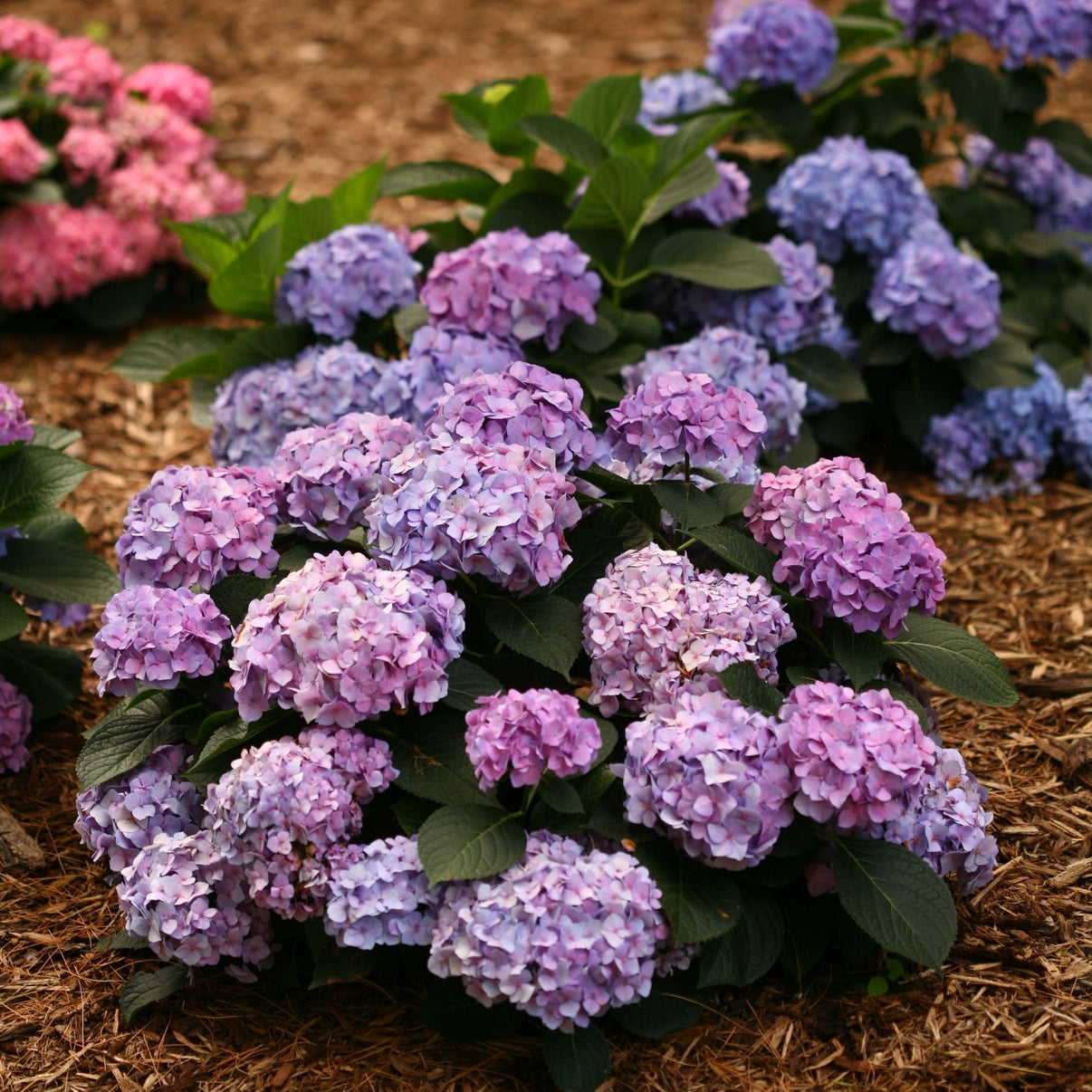 LET'S DANCE® Blue Jangles Bigleaf Hydrangea – Jardineries Botanix