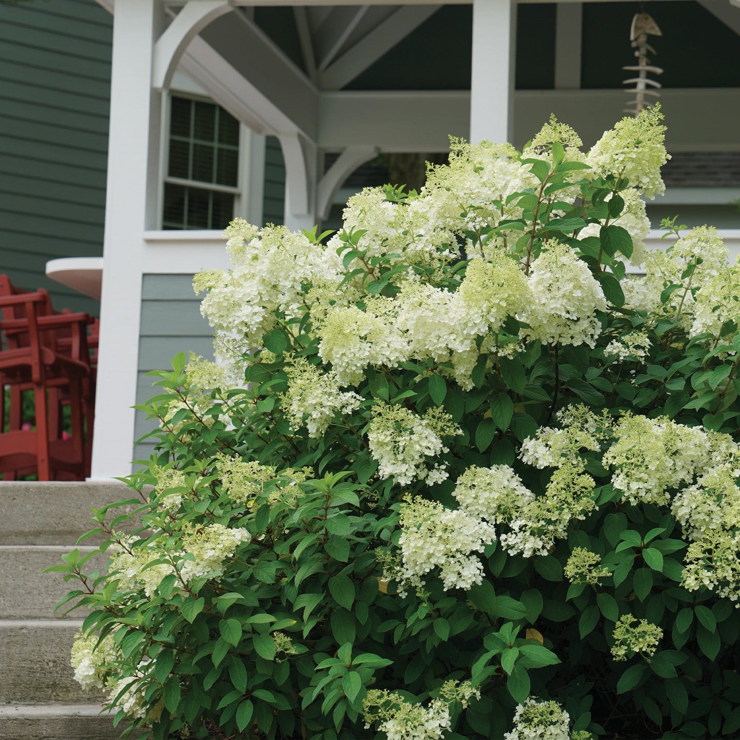 Bobo' Panicle Hydrangea