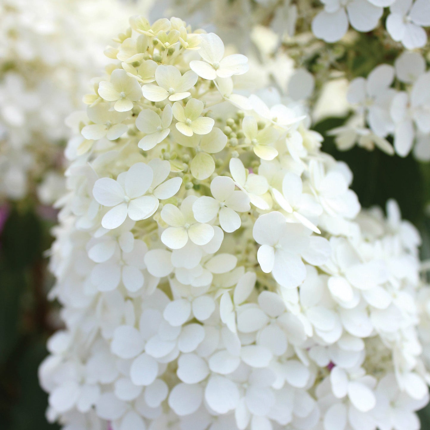 Bobo' Panicle Hydrangea