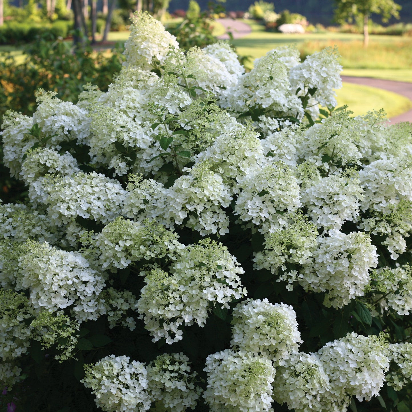 Bobo' Panicle Hydrangea