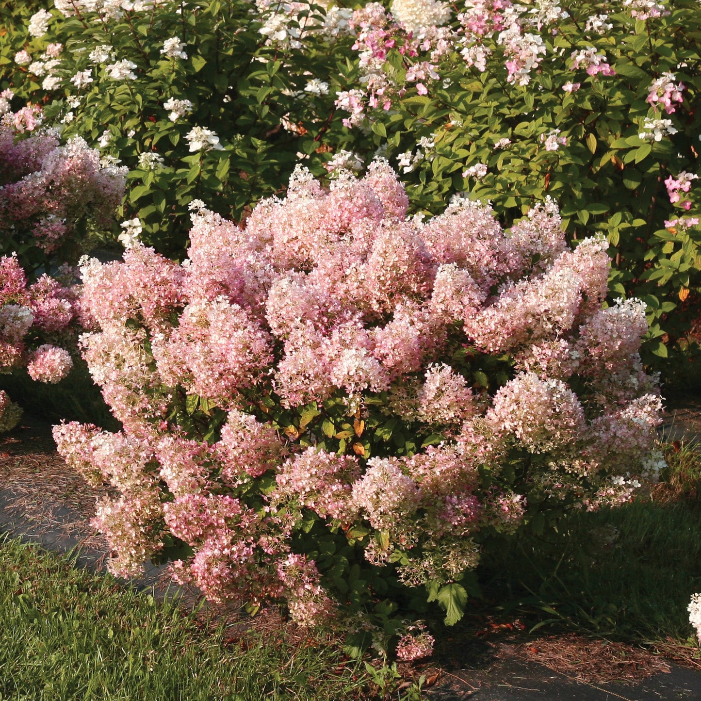 Bobo' Panicle Hydrangea