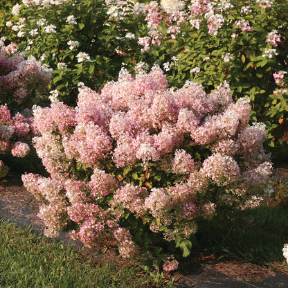 Bobo' Panicle Hydrangea