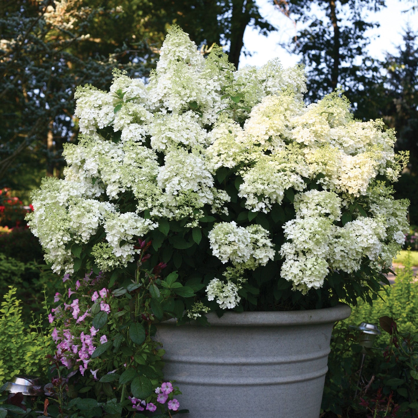 Bobo' Panicle Hydrangea