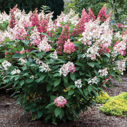 CANDELABRA® Panicle Hydrangea