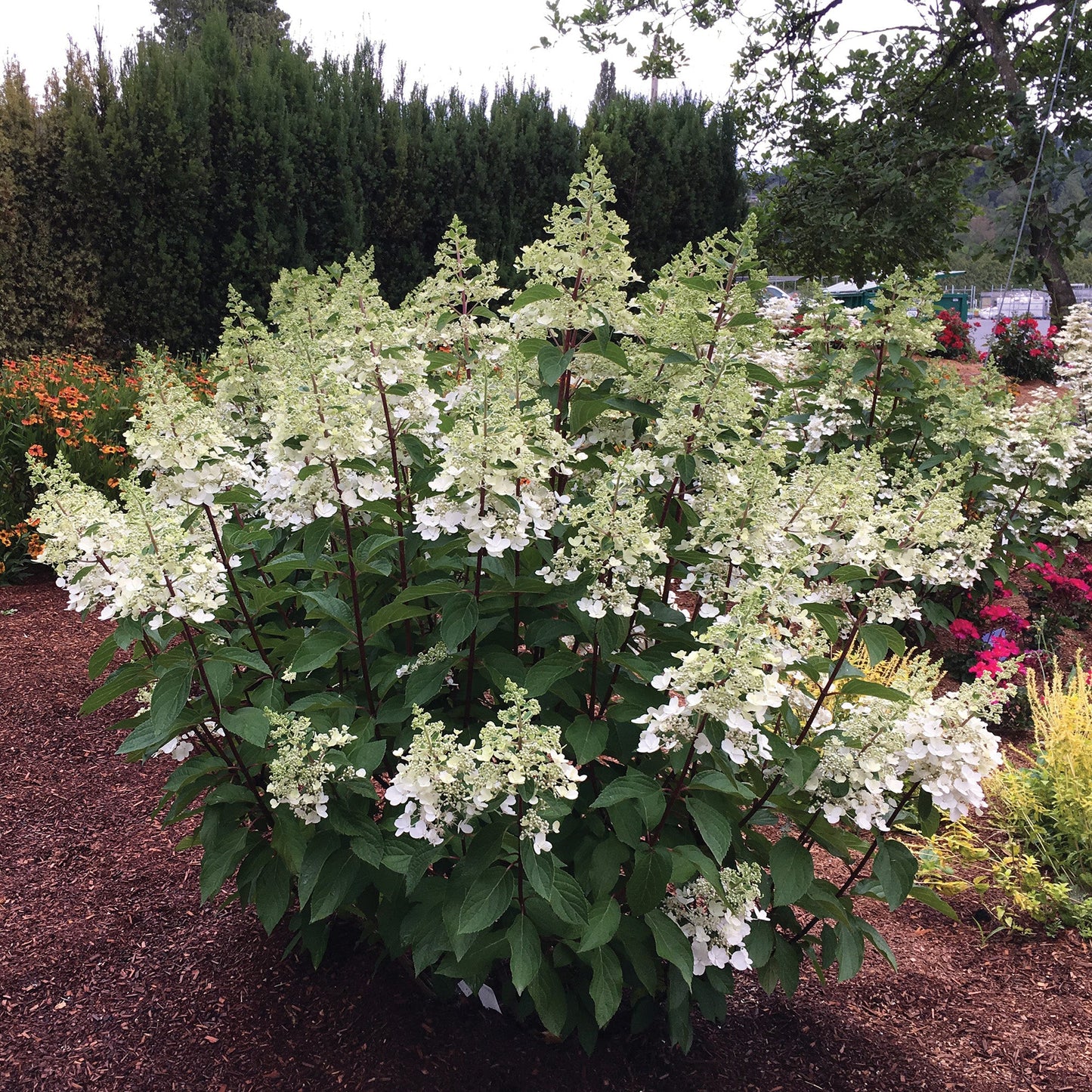 CANDELABRA® Panicle Hydrangea