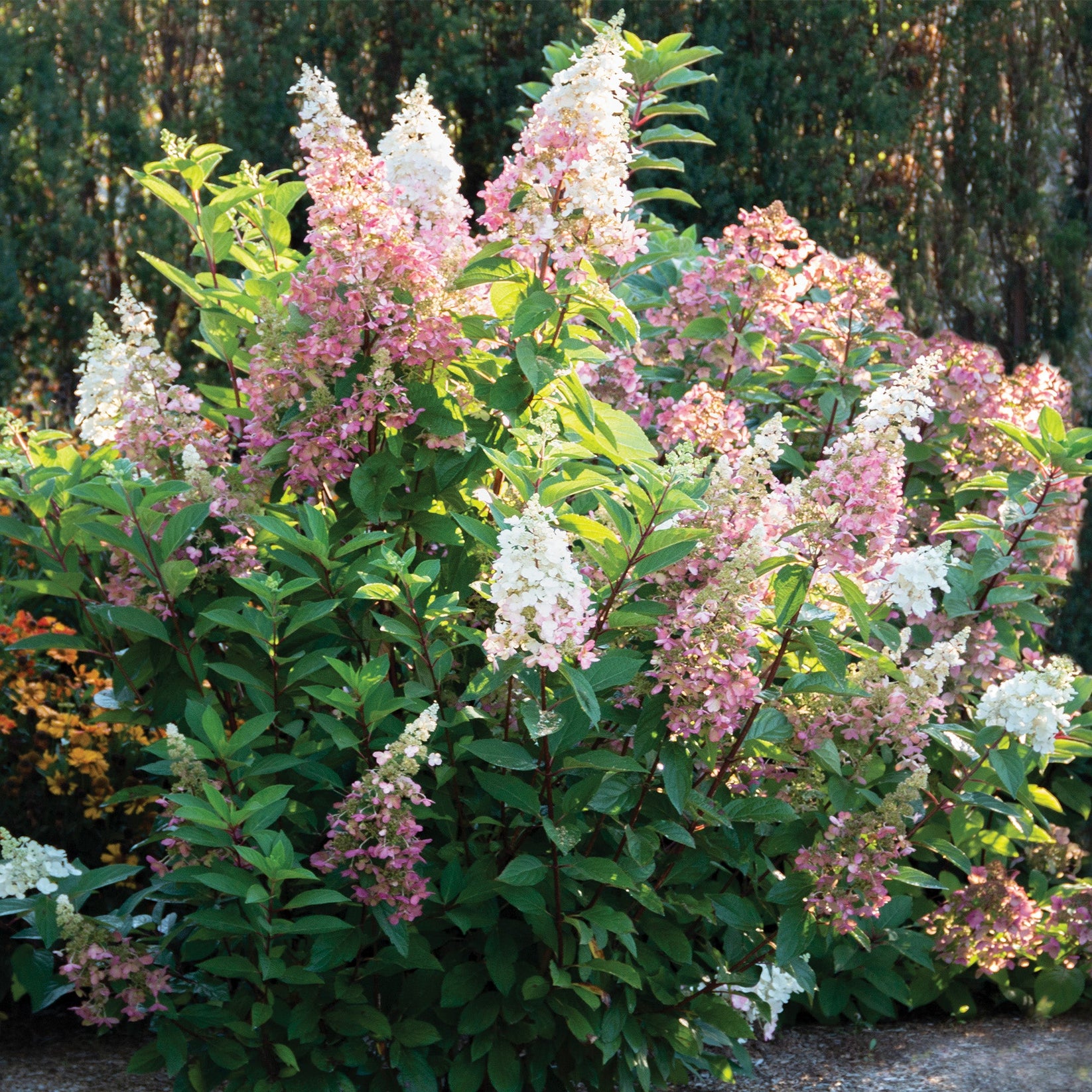 CANDELABRA® Panicle Hydrangea Jardineries Botanix