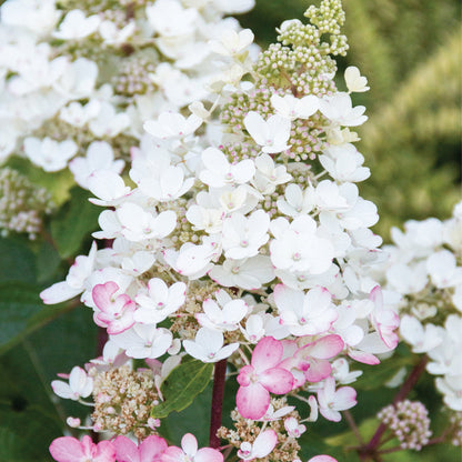 CANDELABRA® Panicle Hydrangea