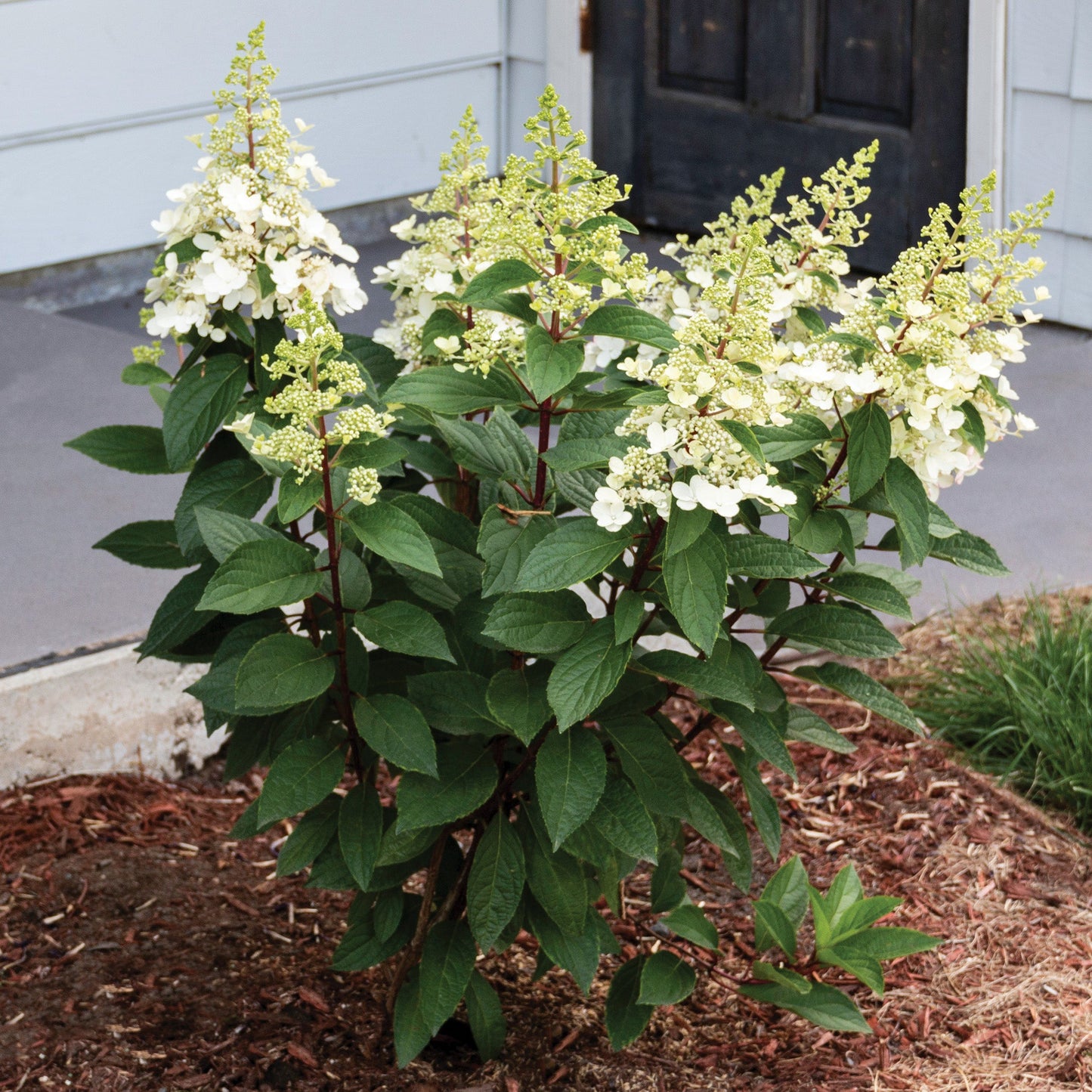 CANDELABRA® Panicle Hydrangea