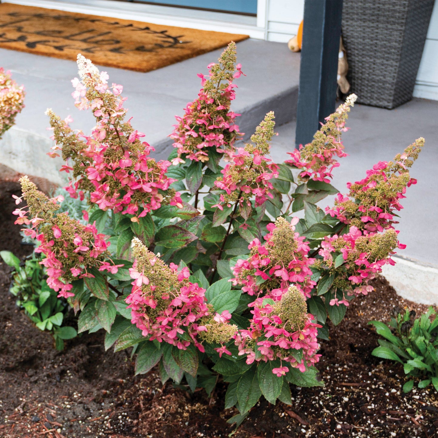 CANDELABRA® Panicle Hydrangea