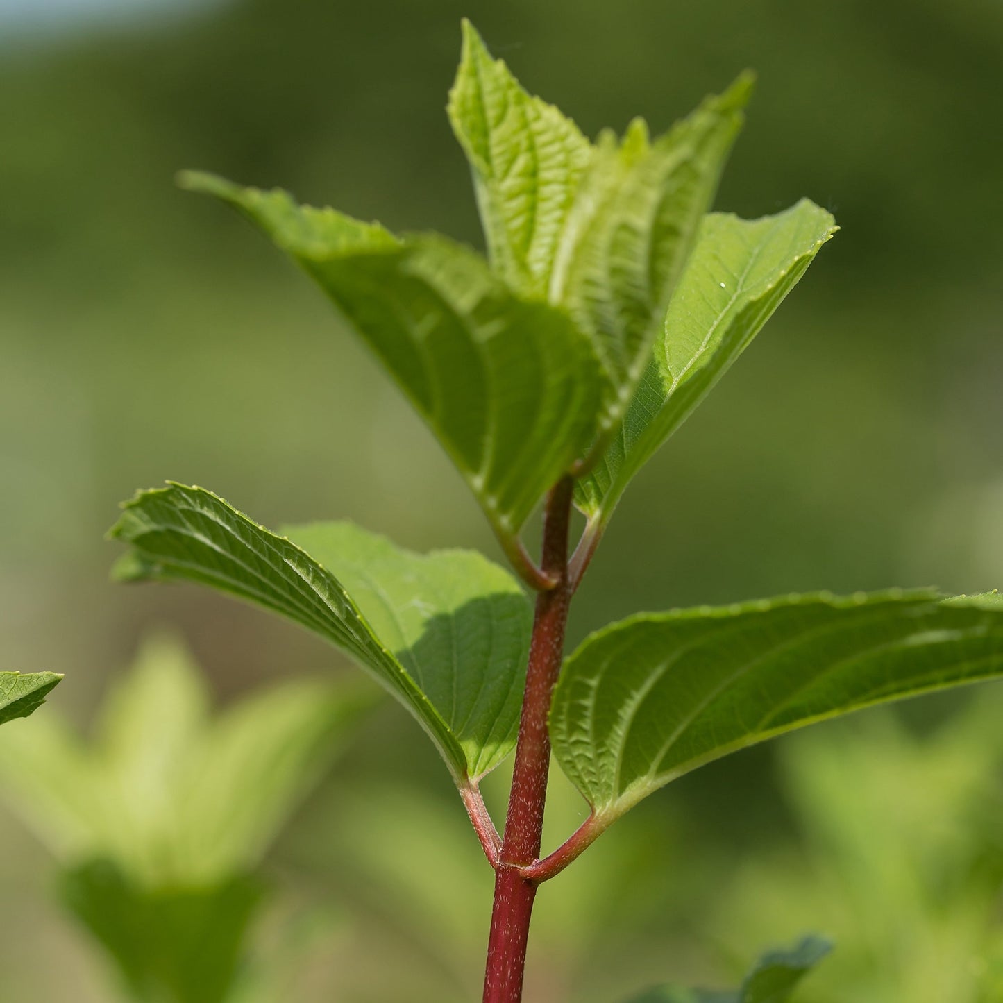 DIAMANT ROUGE® Panicle Hydrangea