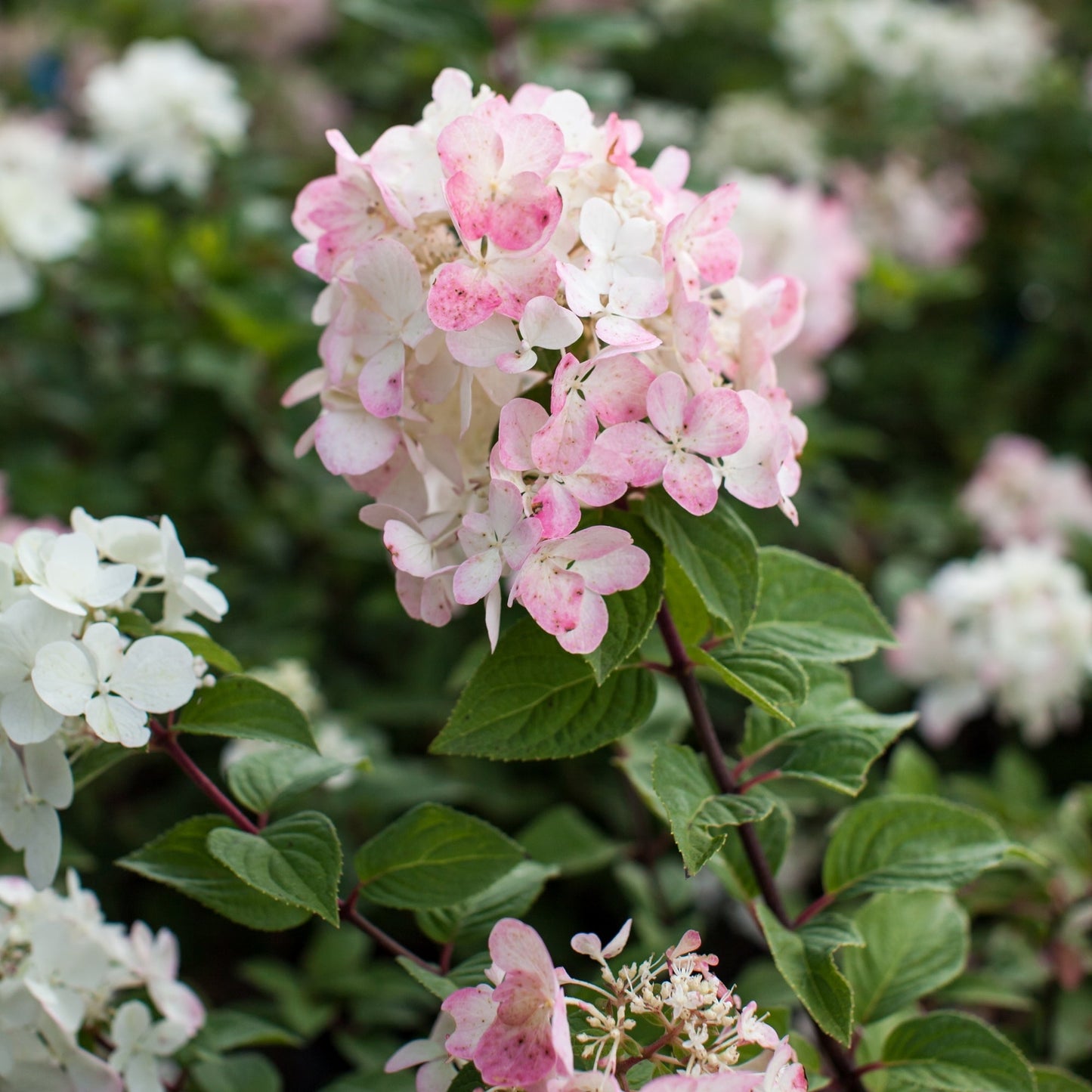 DIAMANT ROUGE® Panicle Hydrangea