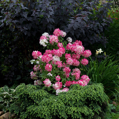 DIAMANT ROUGE® Panicle Hydrangea