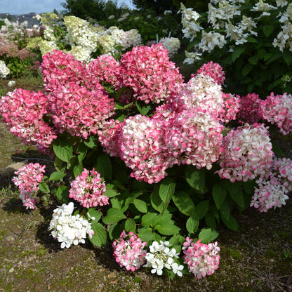 DIAMANT ROUGE® Panicle Hydrangea