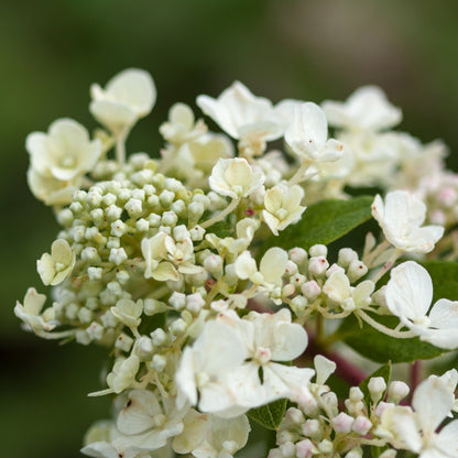 DIAMANT ROUGE® Panicle Hydrangea