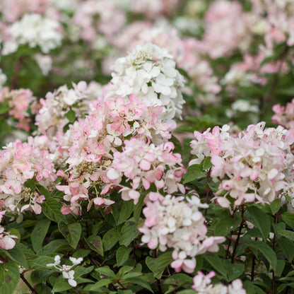 DIAMANT ROUGE® Panicle Hydrangea