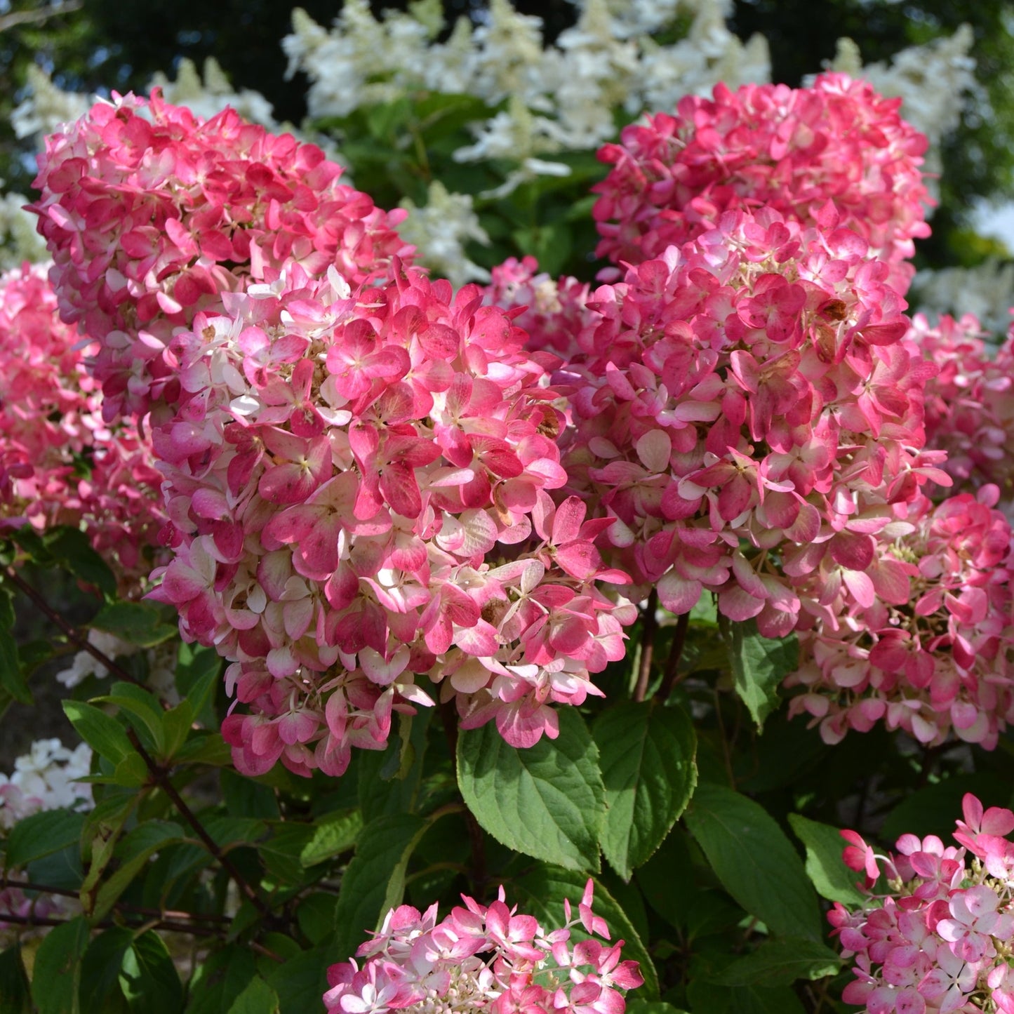 DIAMANT ROUGE® Panicle Hydrangea