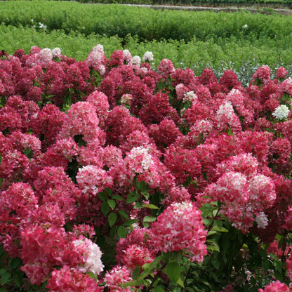 DIAMANT ROUGE® Panicle Hydrangea