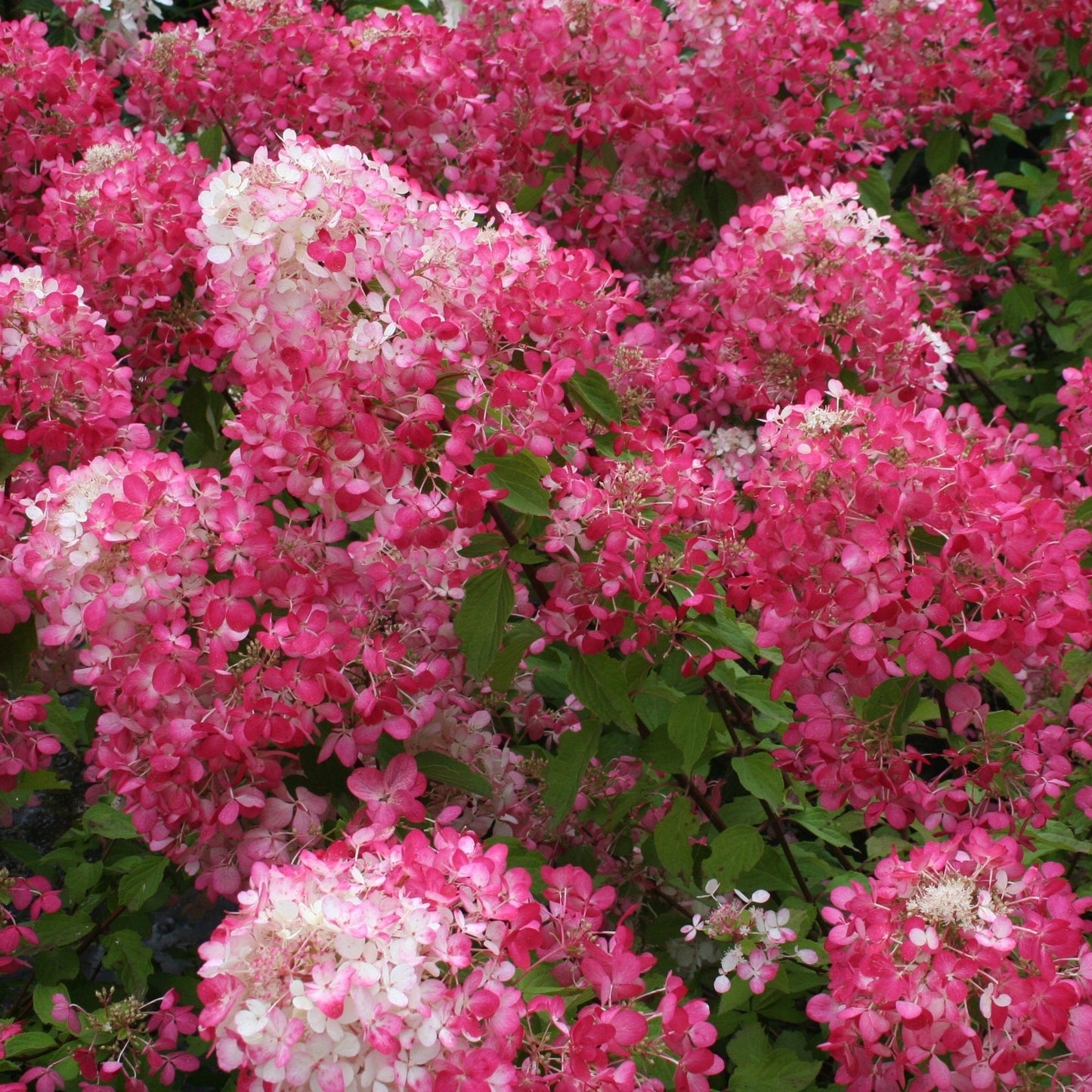 DIAMANT ROUGE® Panicle Hydrangea