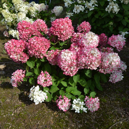 Hydrangée paniculée DIAMANT ROUGE®