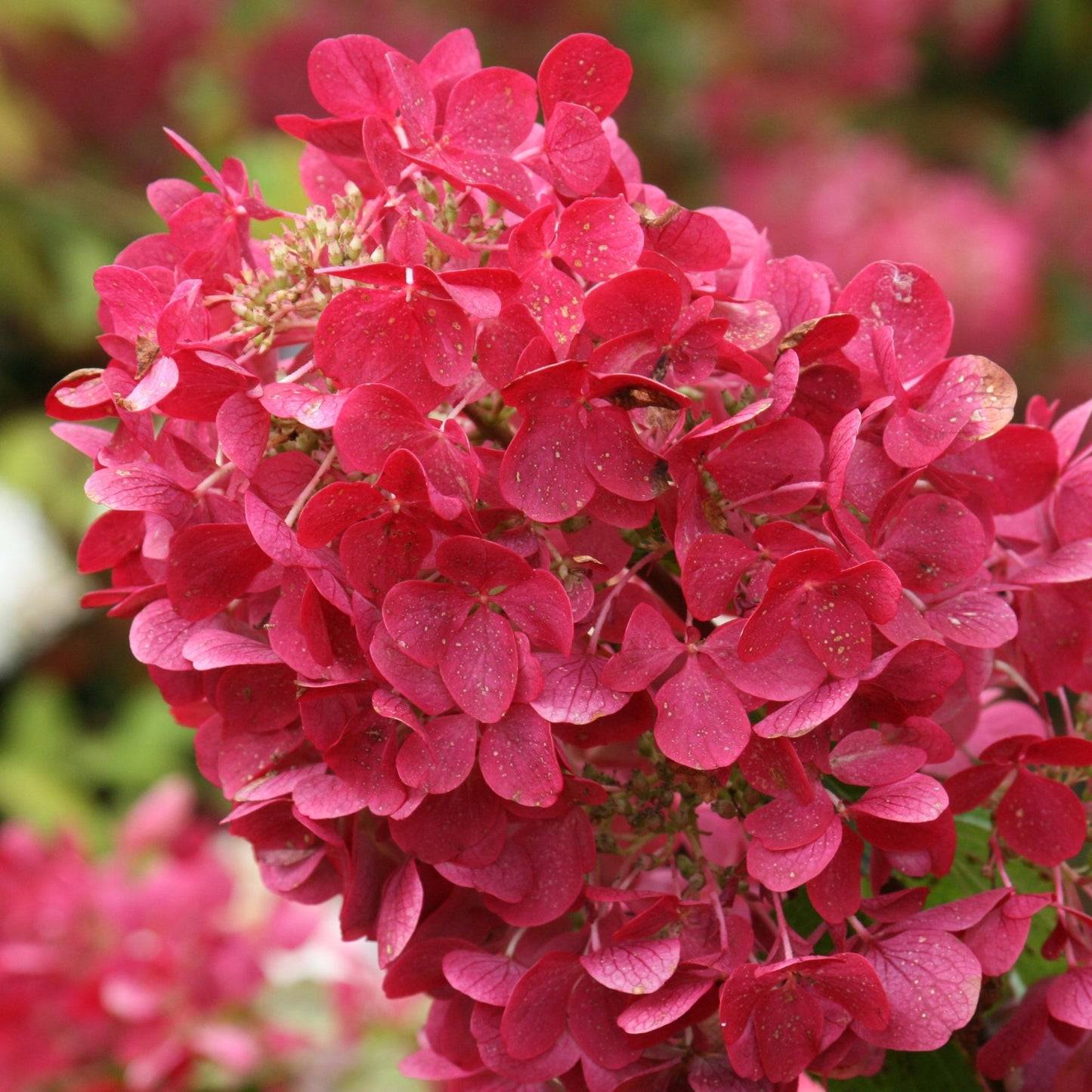 DIAMANT ROUGE® Panicle Hydrangea