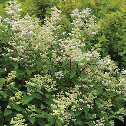 FIRE AND ICE® Panicle Hydrangea