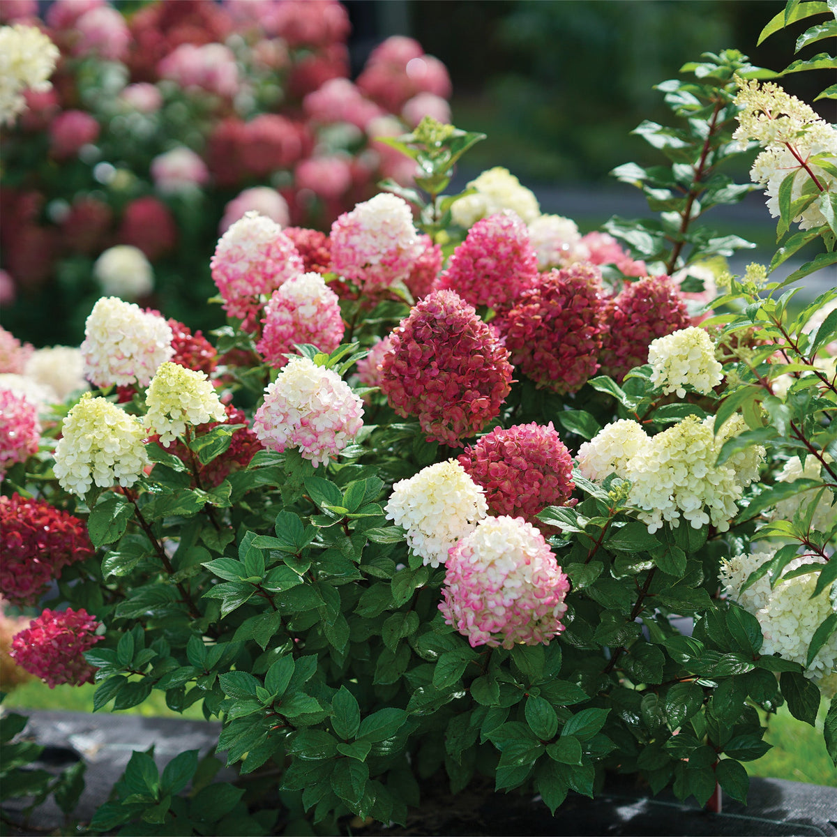 Hydrangea My Rio Hydrangea paniculata Little Lime Punch® - Hydrangée paniculée Little L ...