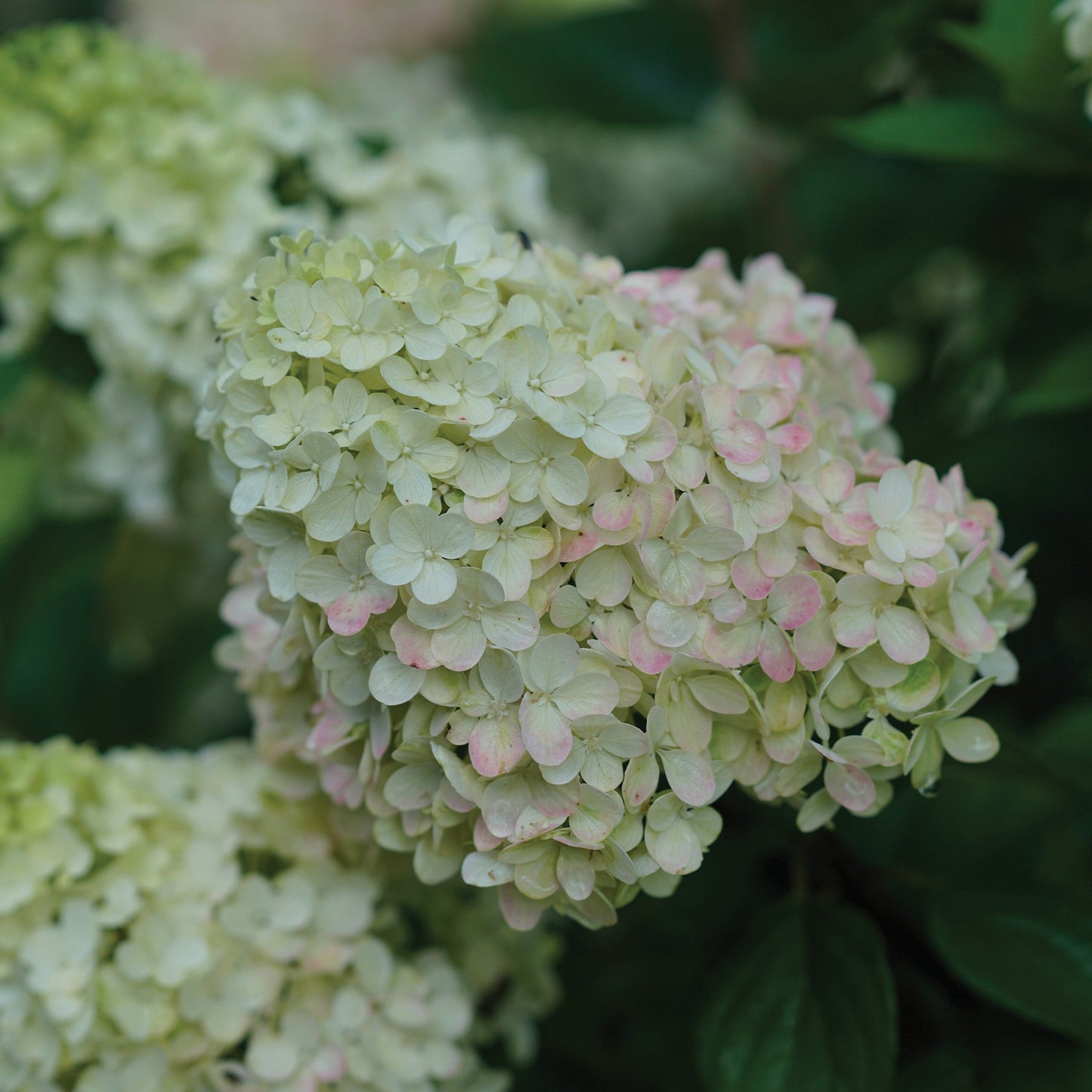 LITTLE LIME PUNCH® Panicle Hydrangea