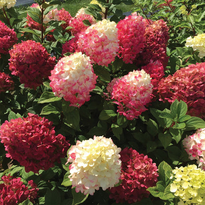 LITTLE LIME PUNCH® Panicle Hydrangea