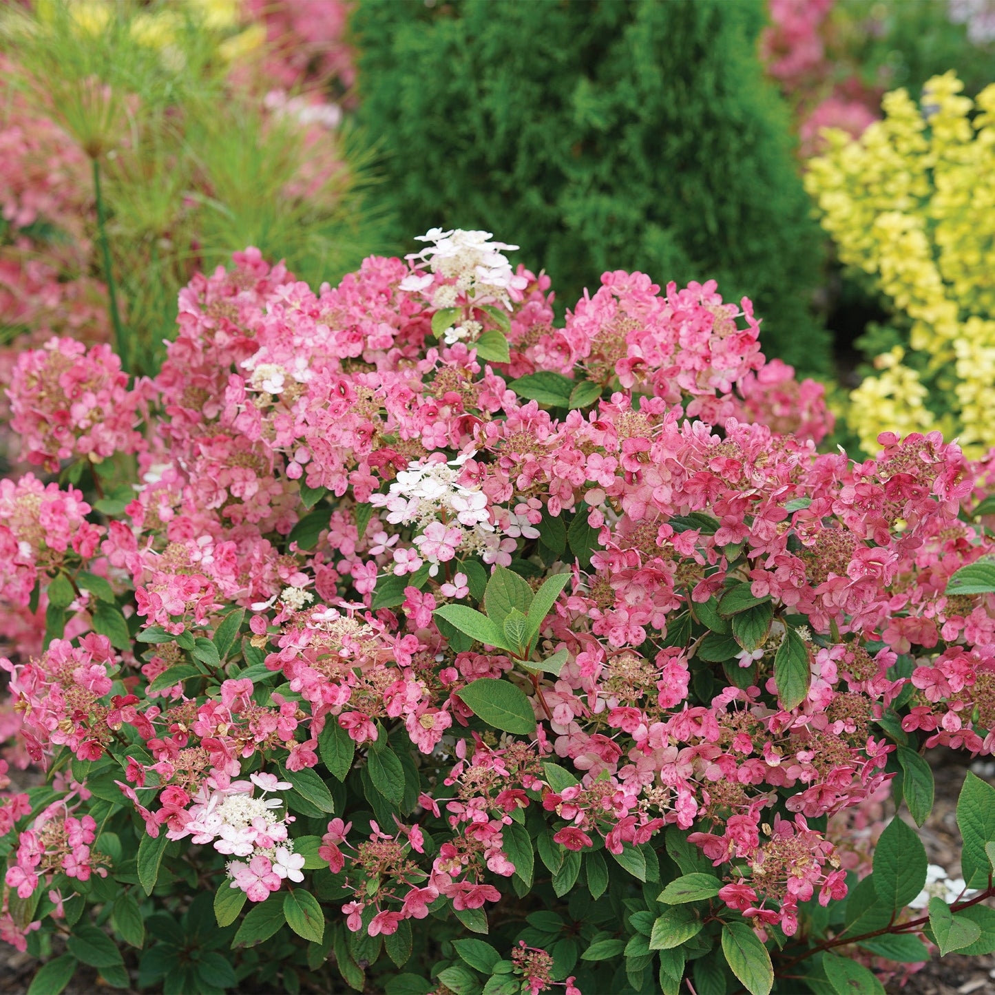 LITTLE QUICK FIRE® Panicle Hydrangea