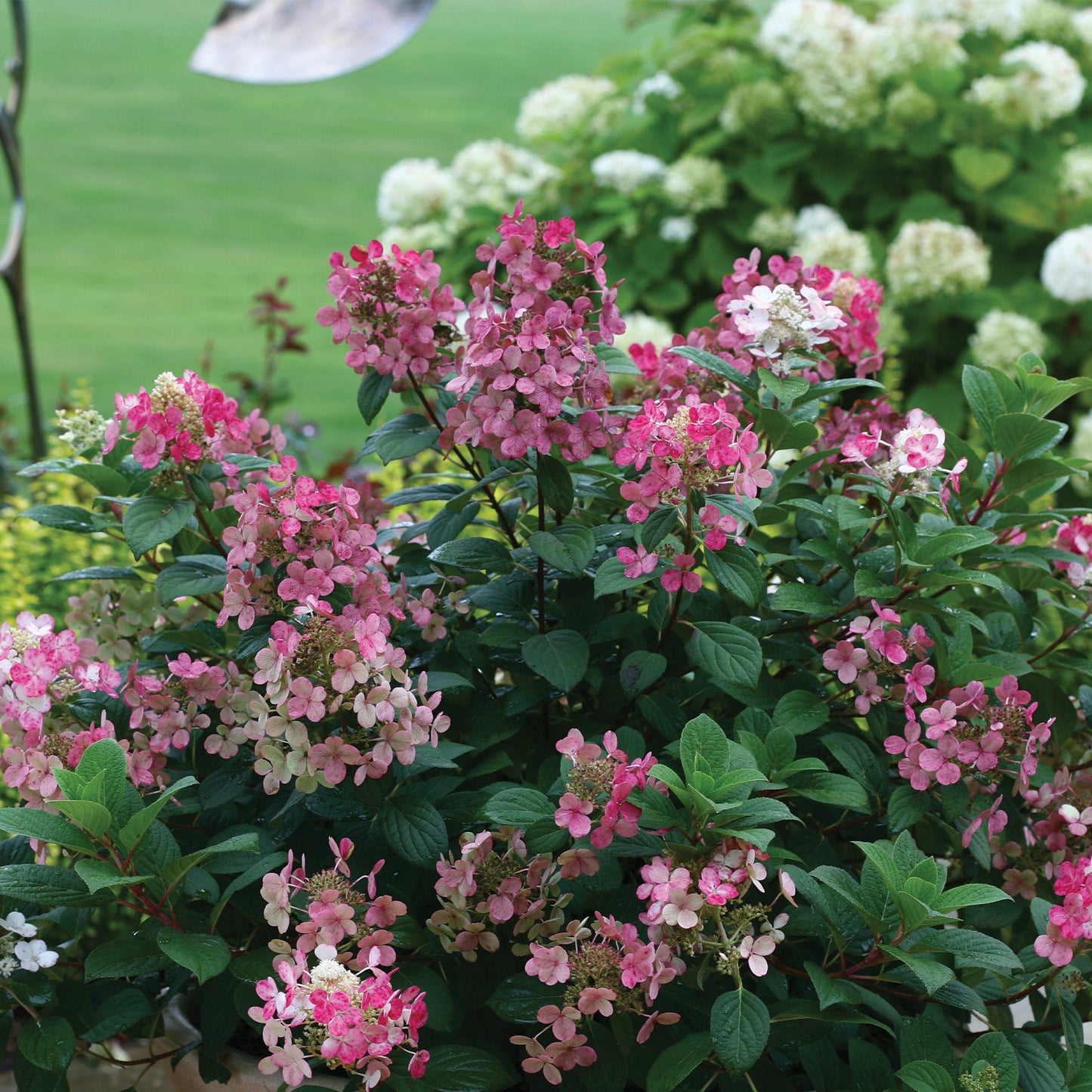 LITTLE QUICK FIRE® Panicle Hydrangea