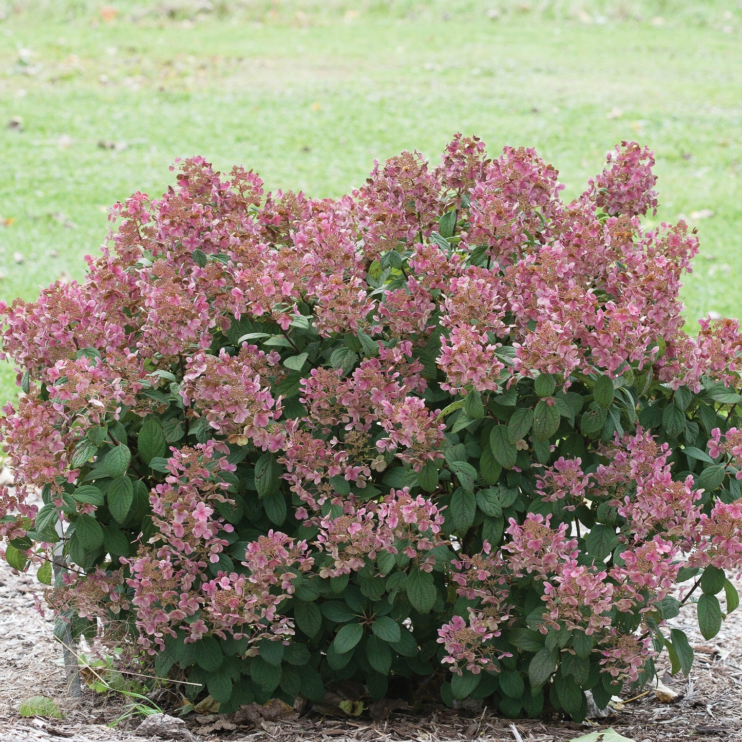 LITTLE QUICK FIRE® Panicle Hydrangea